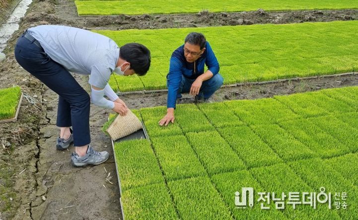 1. 사진은 현장에서 농민에게 벼 육모 시범을 보이는 모습.
