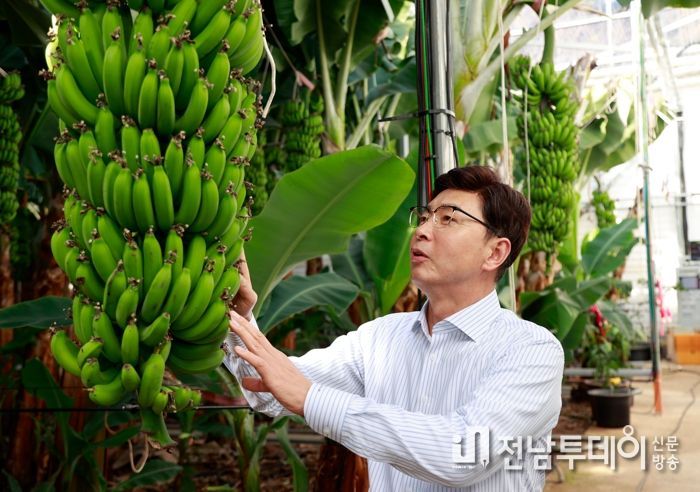 바나나가 ‘주렁주렁’ 보성군, 아열대 작목 육성 박차