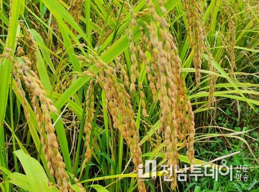곡성군, 쌀가루 생산 시범사업 신청자 모집