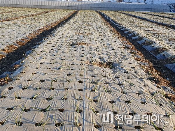 양파 재배지 전경