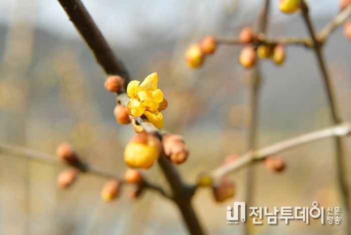 황룡강 상류에 ‘봄의 전령사’ 황설리화가 노란 꽃망울을 살포시 내밀었다