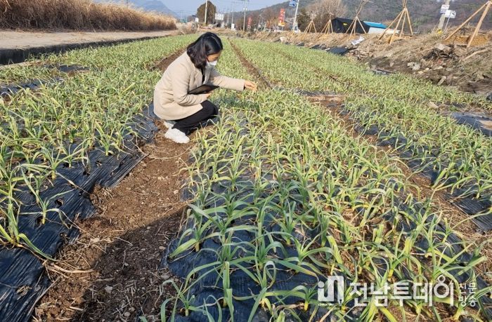 월동 후 마늘 포장