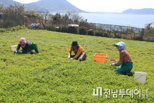 거문도해풍쑥