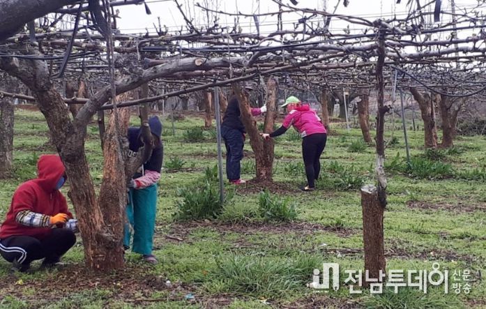 월동해충 방제를 위한 조피작