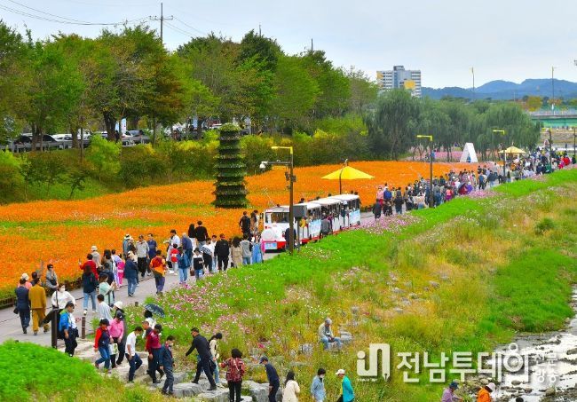 장성 황룡강 가을꽃축제