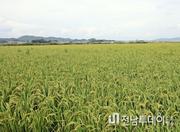 ‘전략작물직불제’ 올해 첫 시행