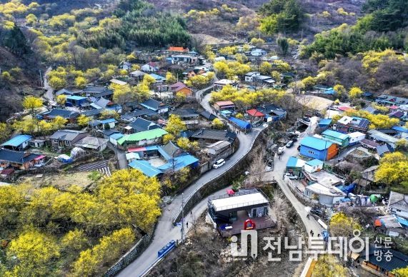 구례군, 산수유꽃축제 4년 만에 개최
