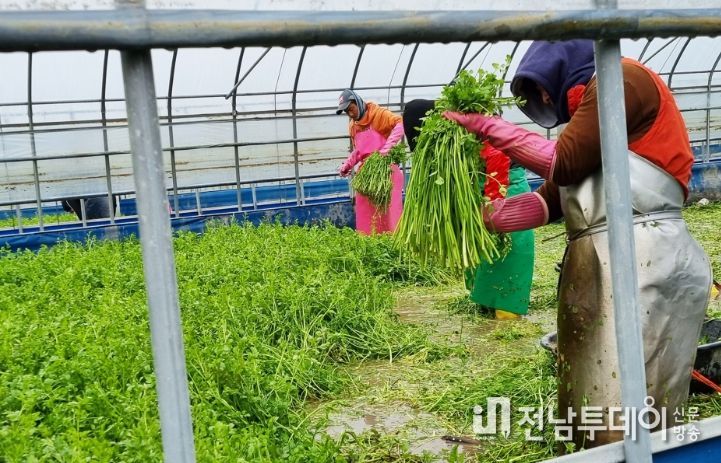 겨울철 전국 최대 미나리 주산지인 나주시 노안면 하우스 농가에서 돌미나리 수확이 한창이다.