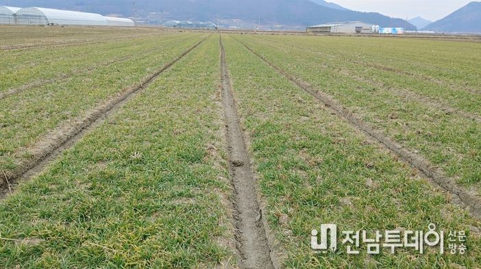 보성군, 맥류 재생기 지금 웃거름을 주세요!