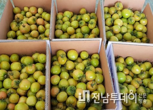 “설탕 안 찍어도 맛있다!” 장성군 분향 찰토마토 출하