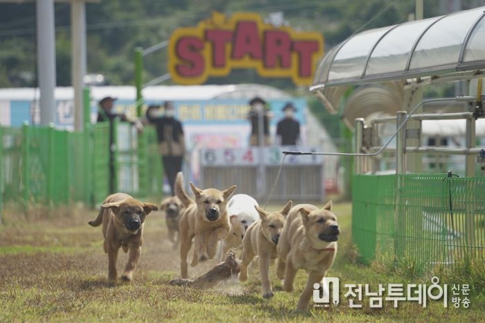 진도개 Dog스포츠 4일부터 시작