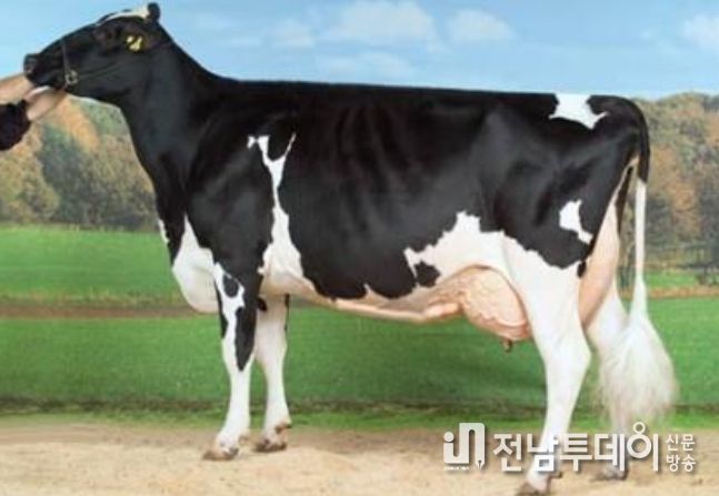 홀스타인종