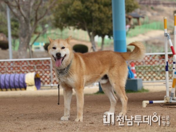 진도군, 진도개 심사원 양성교육 개설