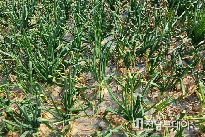 고흥군, 마늘·양파 병해충 적기방제 당부