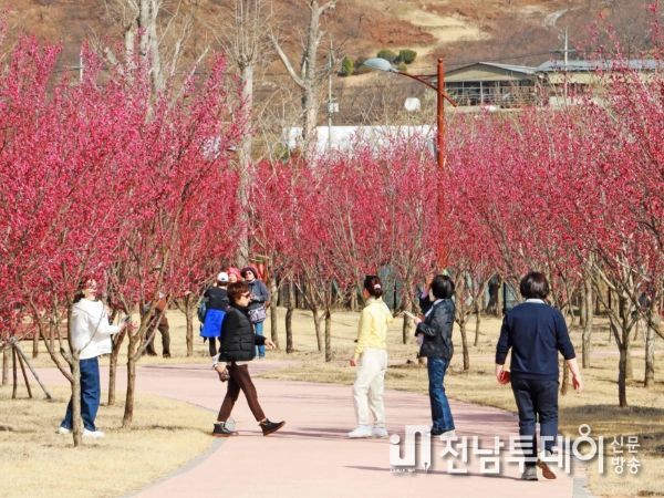 구례군 섬진강 수달생태공원, 홍매화로 꽃단장