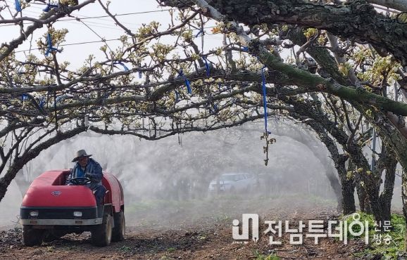 나주시, 배꽃 개화전·후 ‘과수 화상병’ 적기 살포 당부