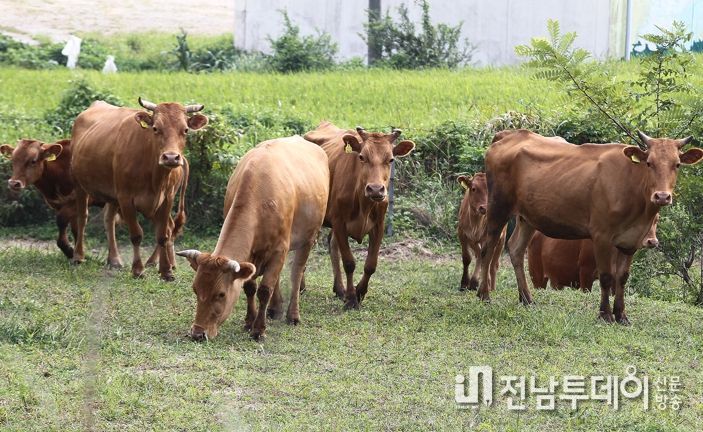 함평천지한우