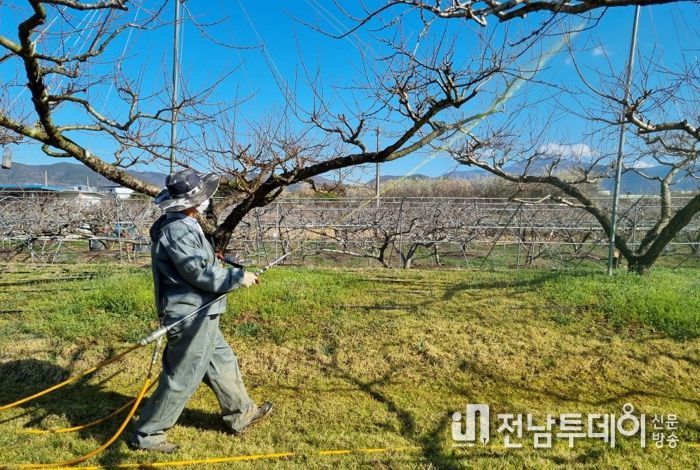 능주면 소재 복숭아 농장에서 월동병해충 방제를 위한 석회유황합제를 살포하고 있다.
