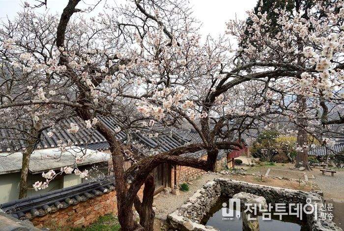 선암사 선암매