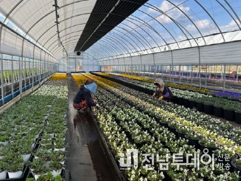 화순군농업기술센터 꽃육묘장에서 꽃묘를 관리하고 있다.