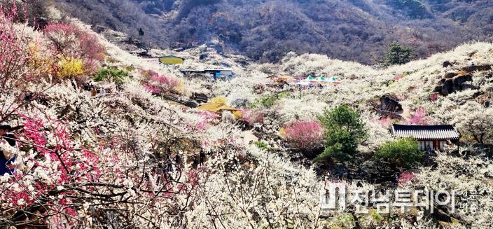 제22회 광양매화축제, 역대 최대 122만 상춘객 불러 모으며 대단원 막 내려