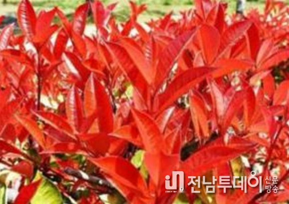 홍가시나무