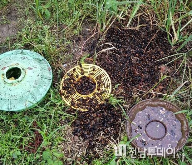 진도군, 꿀벌 피해 농가 긴급 지원한다