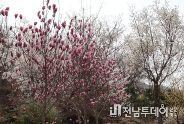 구례수목원, 백목련‧자목련‧황목련 등 만개해 탐방객 유혹