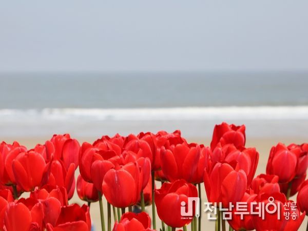 신안군! 홍매화&튤립정원에서 화사한 봄꽃의 향기따라 튤립 축제 열려
