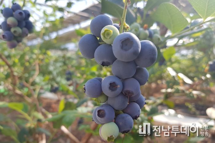 곡성군, 블루베리 최고의 산지로 도약 위한 역량 집중