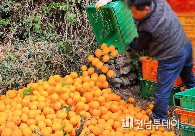 만감류 언피해 열매 시장격리