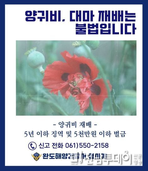 완도해경, 마약 원료 대마·양귀비 밀경사범 뿌리 뽑는다