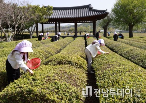 보성군 신규 공무원들 연두빛 햇차 수확 나서