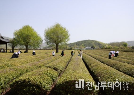 보성군, 왕의 차 수확 한창 … 다음주 보성세계차엑스포 열려