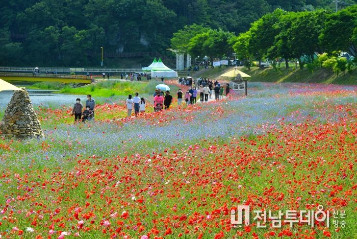 100억 송이 봄꽃의 화려한 프러포즈! 장성 황룡강 洪(홍)길동무 꽃길축제 5월 19일 개막