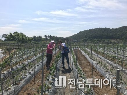 박미경 농촌지도사가 노지고추 재배 현장에서 지도하고 있는 모습