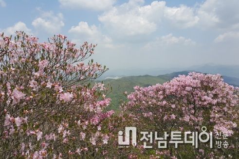 2019년 고산 철쭉 사진