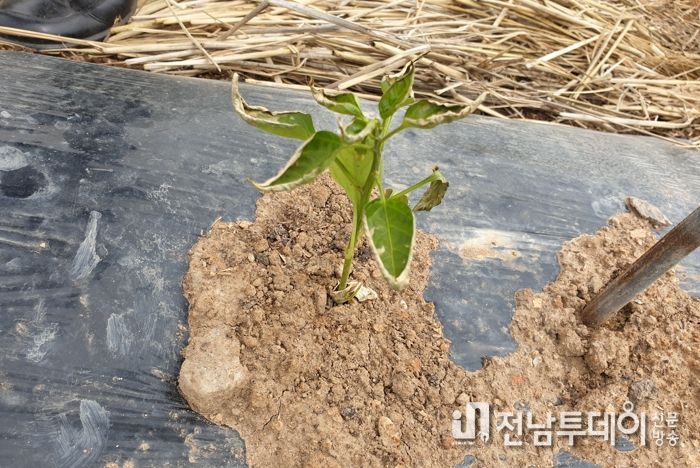 저온 피해를 입은 고추