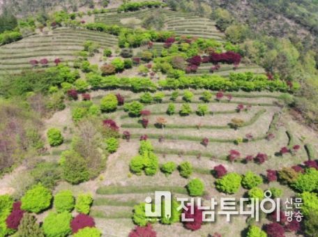 해남군‘초의선사 두륜산 녹차’직접 만들어 보세요