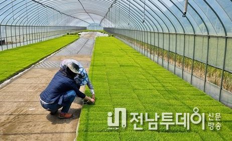 화순군농업기술센터 담당자가 벼 육묘를 지도하고 있다.