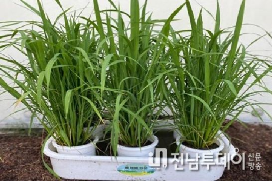 화순군, 나도 농부! 쌀 지킴이'가족반'교육생 모집