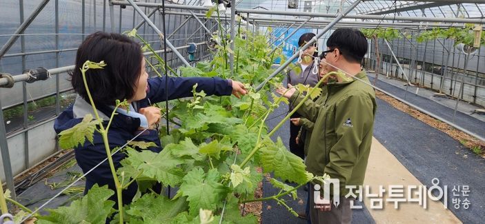 샤인머스켓 포도 현장교육