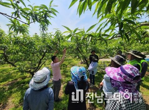 1. 작업 전 농업기술센터 과수 담당자로부터 열매솎기 방법을 배우고 있는 모습
