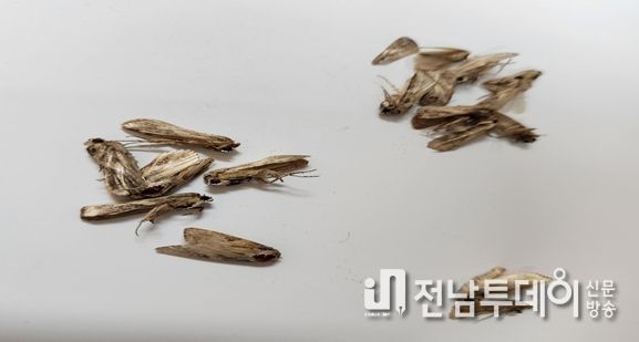 포획된 열대거세미나방