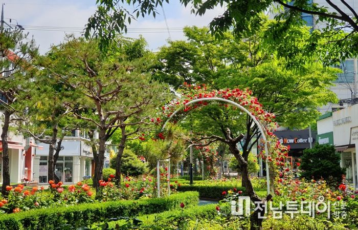 목포 십자형 도시숲의 핵심 구간인 ‘하당 장미의 거리’가 새롭게 단장하고 발길을 붙잡고 있다.