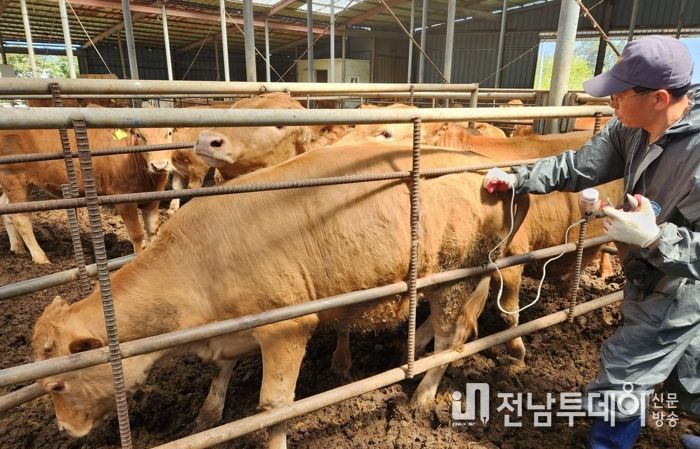 정부가 위기경보를 최고수준으로 격상함에 따라 목포시가 구제역확산 방지를 위해 백신접종을 진행했다.