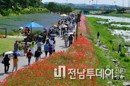 장성군 황룡강 꽃물결 장관… 29일까지 나들이객 맞이