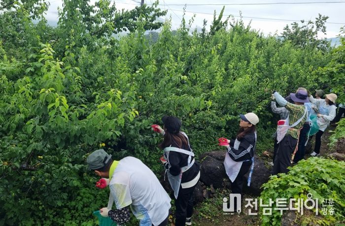 광양시, 매실 수확철 맞아 농촌일손 돕기 나서