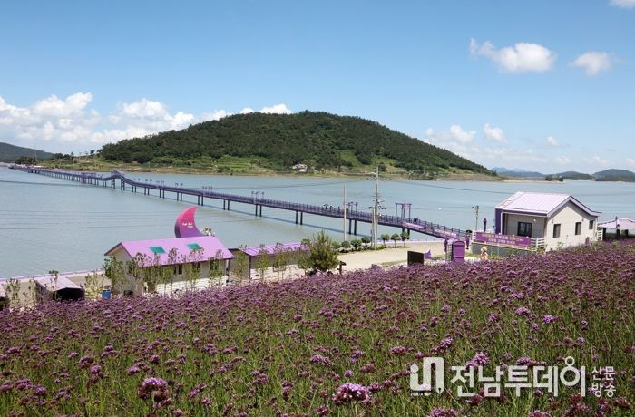 신안군, 퍼플섬에 활짝 핀 버들마편초꽃이 관광객을 유혹한다.