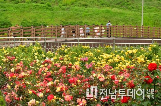장성군 평림댐 장미공원 “꽃의 여왕 장미 보러 오세요”